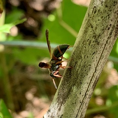 Pachodynerus erynnis