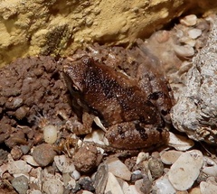 Microhyla