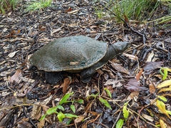 Emydura macquarii