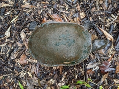 Emydura macquarii