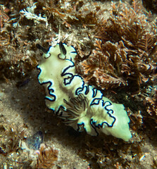 Doriprismatica atromarginata