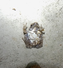 Microhyla