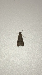 Nomophila nearctica
