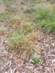 Cymbopogon refractus