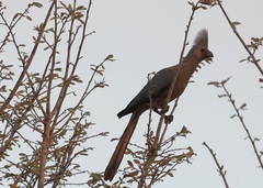 Corythaixoides concolor