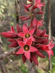 Brachychiton