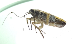 Blaberoidea