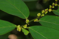 Bridelia tomentosa
