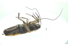 Blaberoidea