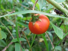 Solanum capsicoides