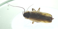 Blaberoidea