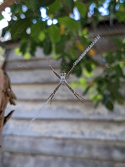 Argiope keyserlingi