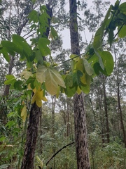 Passiflora subpeltata