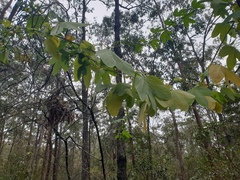 Passiflora subpeltata