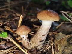 Armillaria sinapina