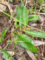 Eremophila debilis