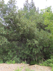 Quercus arizonica