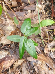 Leichhardtia coronata