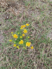 Helenium amarum amarum