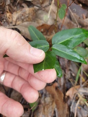 Leichhardtia coronata