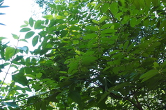 Bridelia tomentosa