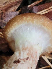 Armillaria sinapina