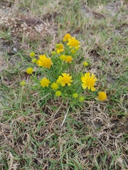 Helenium amarum amarum