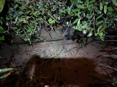 Synbranchus marmoratus