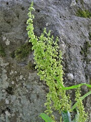 Rumex longifolius