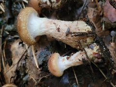 Armillaria sinapina
