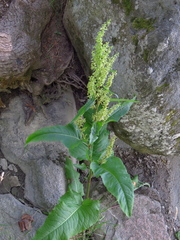 Rumex longifolius