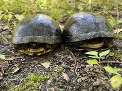 Emydoidea blandingii