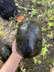 Emydoidea blandingii