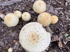 Amanita velatipes