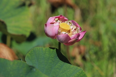 Nelumbo nucifera