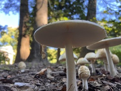Amanita velatipes