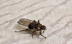 Hippoboscidae