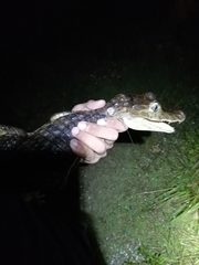 Caiman crocodilus