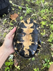 Emydoidea blandingii