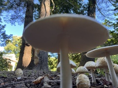 Amanita velatipes