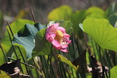 Nelumbo nucifera
