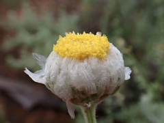 Polycalymma stuartii