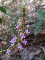 Stylidium graminifolium