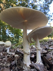 Amanita velatipes