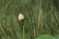 Nelumbo nucifera