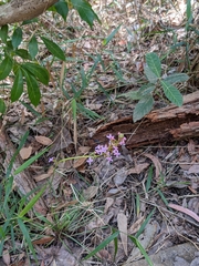 Stylidium graminifolium