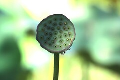 Nelumbo nucifera