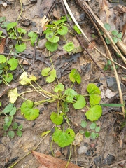 Viola hederacea
