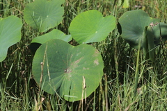 Nelumbo nucifera