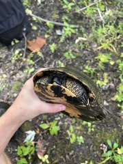 Emydoidea blandingii